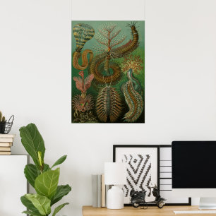 Poster Vermes ancestrais Annelids Chaetopoda por Ernst Ha
