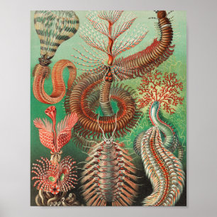 Poster Vermes, Annelids Chaetopoda por Ernst Haeckel