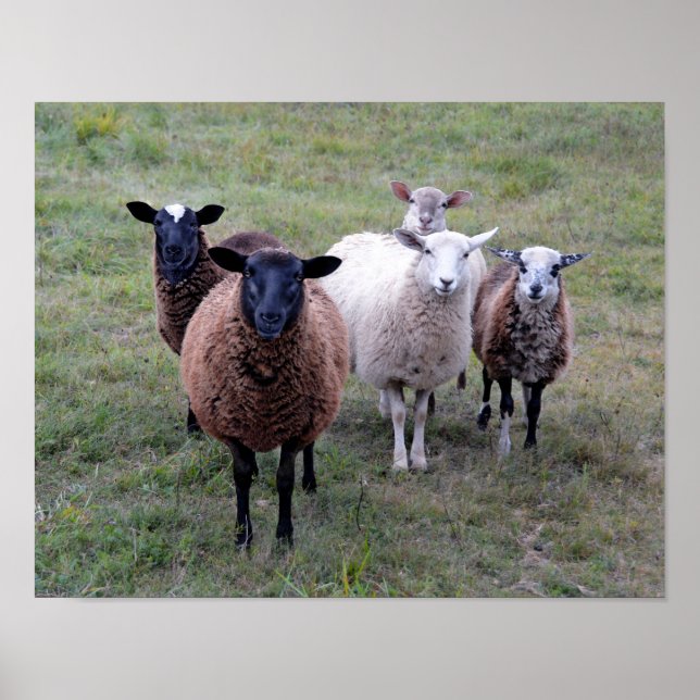 Poster Vermont Sheep Welcoming Committee (Frente)