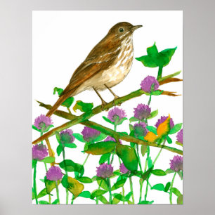 Poster Vermont State Bird Hermit Thrush Clover