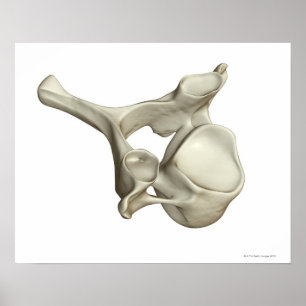 Pôster Vertebra Cervical
