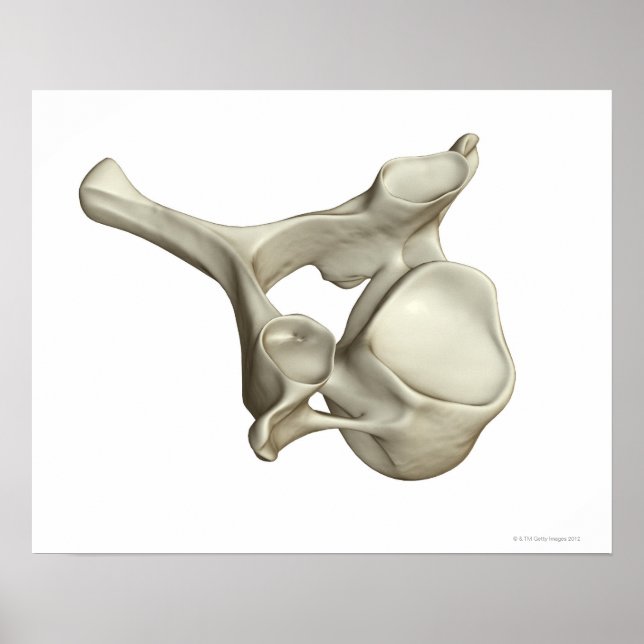 Pôster Vertebra Cervical (Frente)