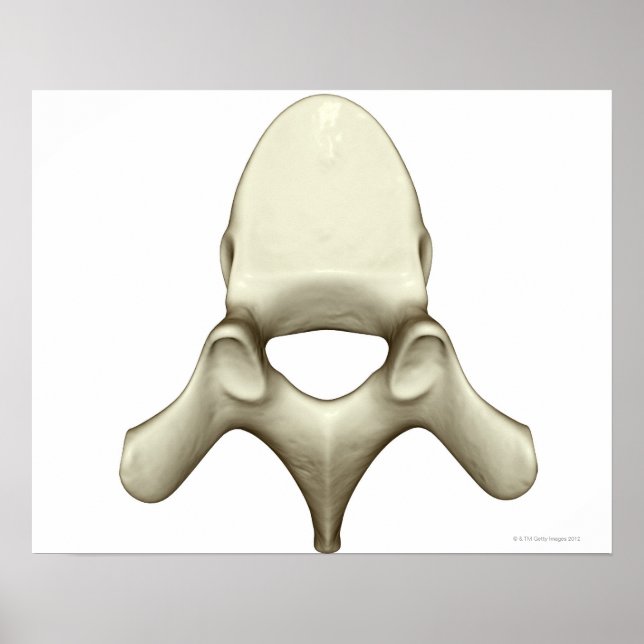 Pôster Vertebrae (Frente)