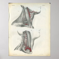 Vertebral Arteries Neck Anatomy Print