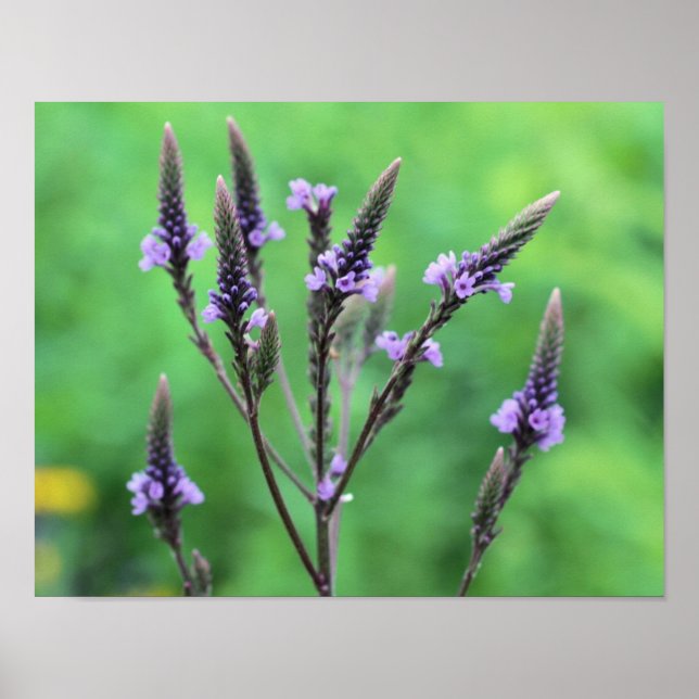 Poster Vervain Wildflower, púrpura doce (Frente)