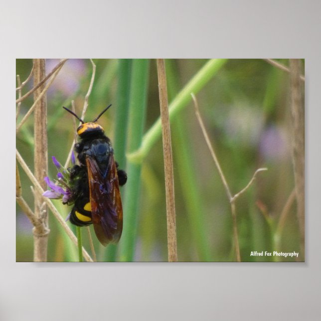 Poster Vespa Mamute em Caule (Frente)