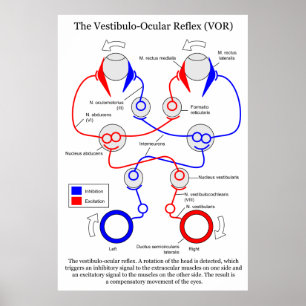 Pôster Vestibulo Ocular Reflex VOR Olho Movimento Estabil
