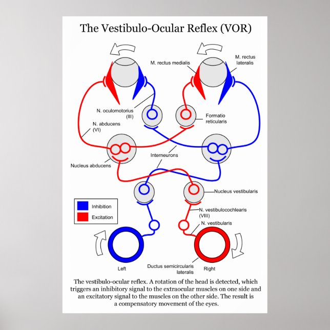 Pôster Vestibulo Ocular Reflex VOR Olho Movimento Estabil (Frente)