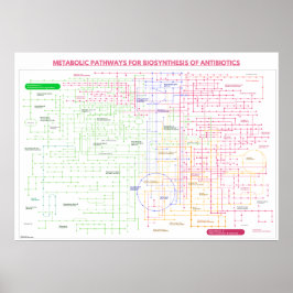 Poster Via metabólica para a síntese de antibióticos
