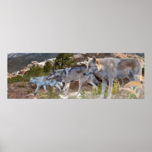 Poster Viagem da Família de Lobos Cinzas