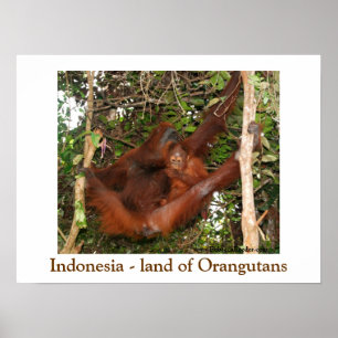 Poster Viajando pela Terra dos Orangutanos