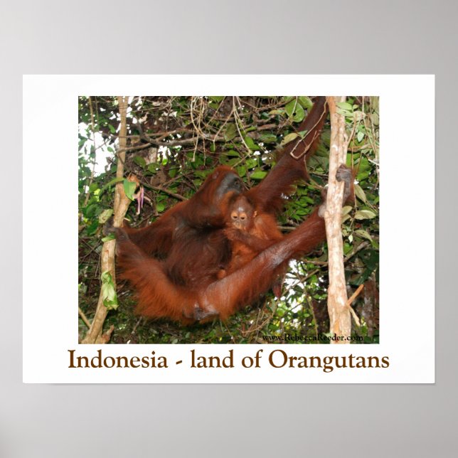 Poster Viajando pela Terra dos Orangutanos (Frente)