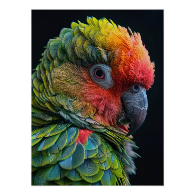 Pôster Vibrant Exotic Parrot Color Portrait (Frente)