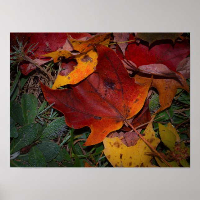 Poster Vibrant Fall Leaves (Frente)