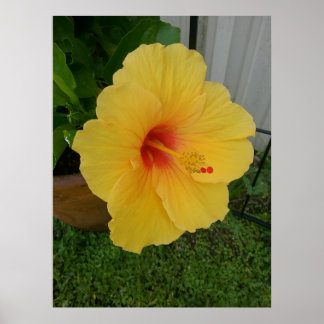 Poster Vibrant Yellow Hibiscus Bloom