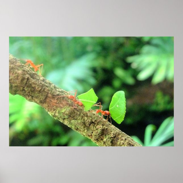 Pôster Vibrante Negrito Formigueiro em Ação (Frente)