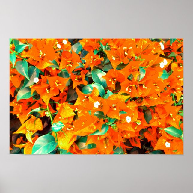 Poster Vibrantes Flores de Bougainvillea Laranja (Frente)