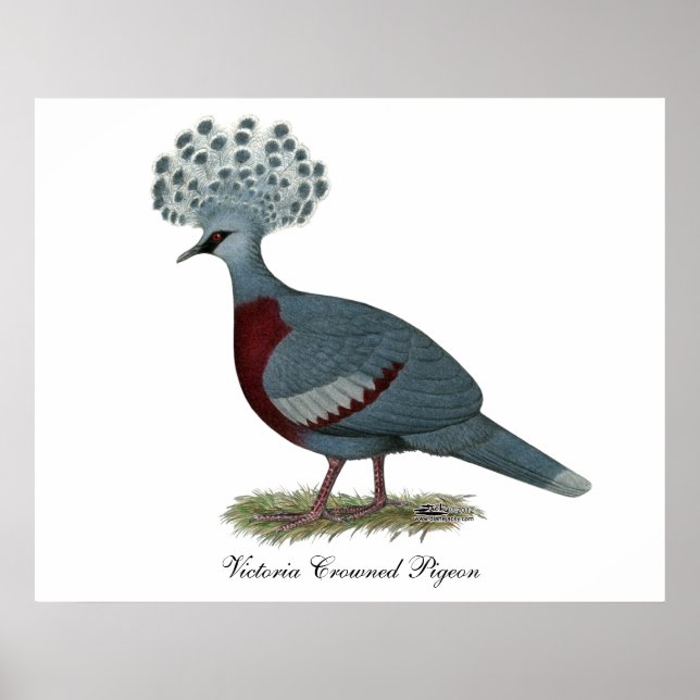 Poster Victoria Crowned Pigeon (Frente)