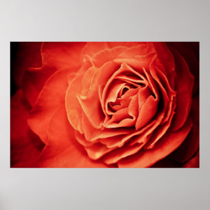 Poster vida cor-de-rosa