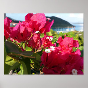 Pôster Vida da Ilha Bougainvillea, rosa, Caribe