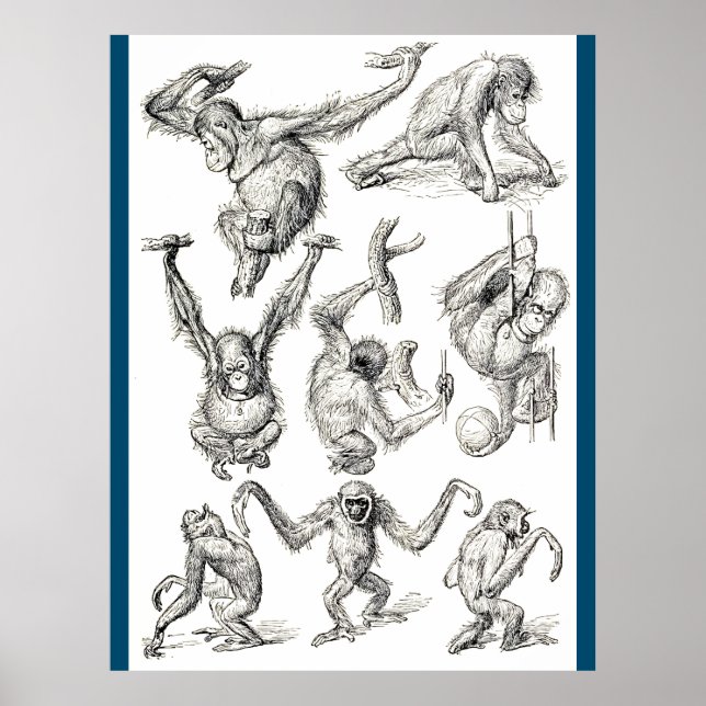 Poster Vida de um Jovem Orangutan (Frente)