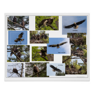 Pôster Vida Familiar da Águia