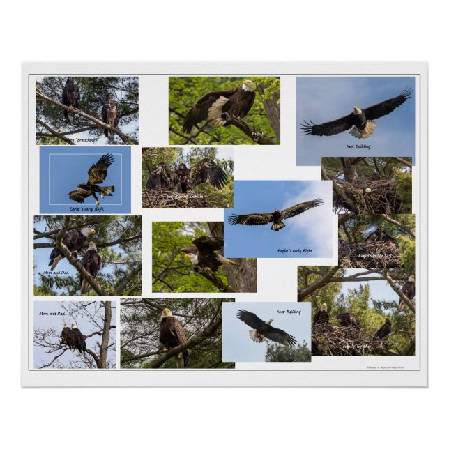 Pôster Vida Familiar da Águia (Frente)