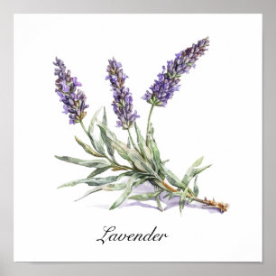 Poster Vida Herbal: Lavanda, personalizável