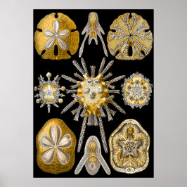 Poster Vida Macro Aquática ~ Haeckel ~ Urchins Marítimos