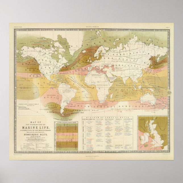 Pôster Vida marinha (Frente)