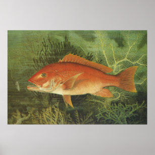 Download Decoracoes de parede vida marinha Free