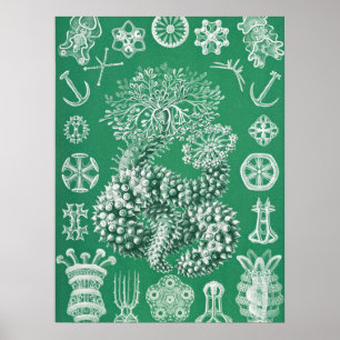 Poster Vida marinha Thuroidea Gurkensterne por Ernst Haec
