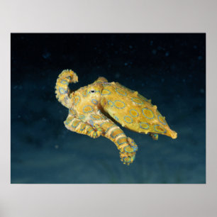 Poster Vida marítima - Octopus