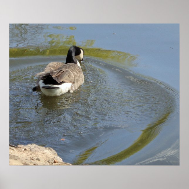 Poster Vida selvagem Ganso nadando em lago, Círculo d'águ (Frente)