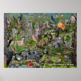 Poster Vida selvagem no quintal da identificação ocidenta