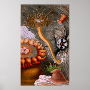 Poster Vida subaquática quatro de dez