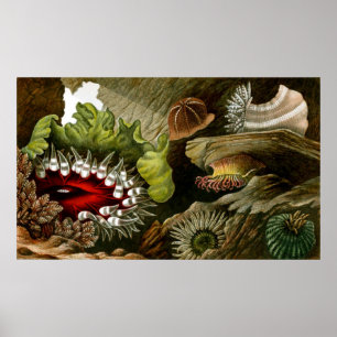 Poster Vida subaquática três de dez