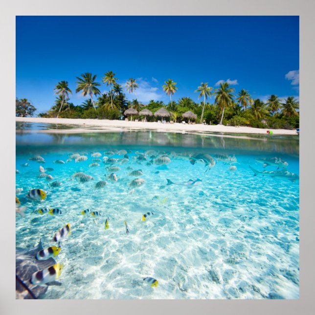 Poster Vida submarina (Frente)