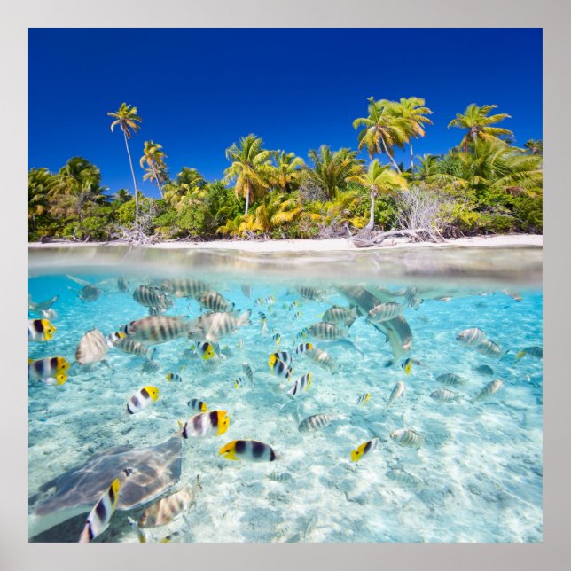 Poster Vida submarina (Frente)