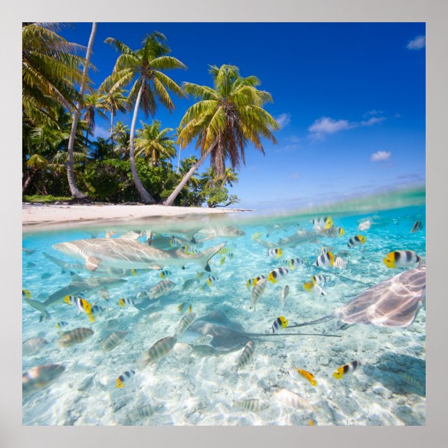 Pôster Vida submarina (Frente)