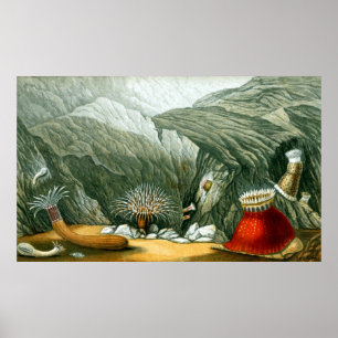 Poster Vida Submarina Cinco De Dez