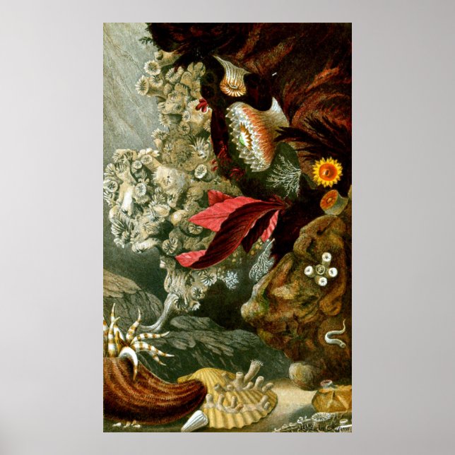 Poster Vida Submarina Nove De Dez (Frente)