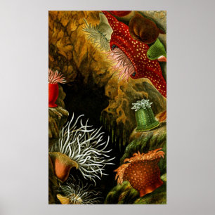 Pôster Vida Submarina Oito De Dez