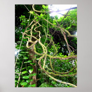 Pôster Videiras da selva