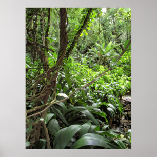 Pôster Videiras havaianas da selva