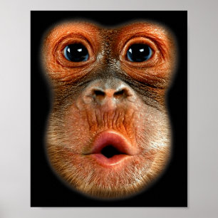 Poster Vídeo Viral Engraçado e Legal de Barriga de Macaco