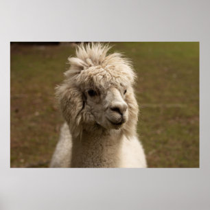POSTER VIENNA WIEN ÖSTERREICH ÁUSTRIA ALPAKA LAMA ANIMA