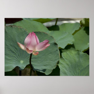 Poster Vietnam, near Saigon) My Tho. Vinh Trang 2