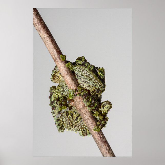 Poster Vietnamese Mossy Frog on a Branch (Frente)