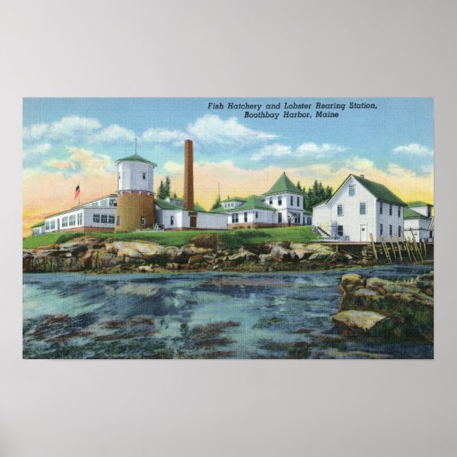 Poster View of a Fish Hatchery, Lobster Rearing (Frente)